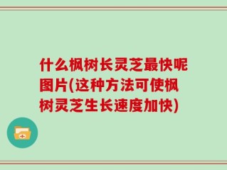 什么枫树长灵芝最快呢图片(这种方法可使枫树灵芝生长速度加快)