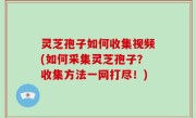 灵芝孢子如何收集视频(如何采集灵芝孢子？收集方法一网打尽！)
