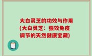大白灵芝的功效与作用(大白灵芝：强效免疫调节的天然健康宝藏)