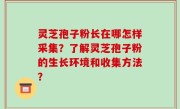 灵芝孢子粉长在哪怎样采集？了解灵芝孢子粉的生长环境和收集方法？