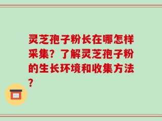 灵芝孢子粉长在哪怎样采集？了解灵芝孢子粉的生长环境和收集方法？