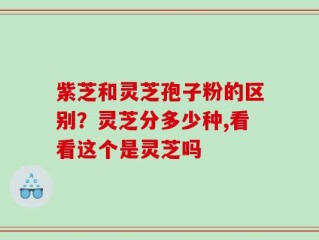 紫芝和灵芝孢子粉的区别？灵芝分多少种,看看这个是灵芝吗