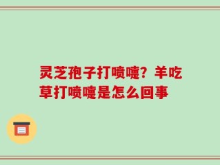 灵芝孢子打喷嚏？羊吃草打喷嚏是怎么回事