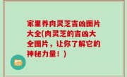 家里养肉灵芝吉凶图片大全(肉灵芝的吉凶大全图片，让你了解它的神秘力量！)