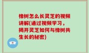 橡树怎么长灵芝的视频讲解(通过视频学习，揭开灵芝如何与橡树共生长的秘密)