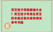 灵芝孢子薄层图谱大全？灵芝孢子究竟在灵芝的伞面还是伞底有相关参考书籍
