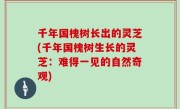 千年国槐树长出的灵芝(千年国槐树生长的灵芝：难得一见的自然奇观)