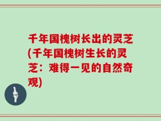 千年国槐树长出的灵芝(千年国槐树生长的灵芝：难得一见的自然奇观)