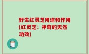 野生红灵芝用途和作用(红灵芝：神奇的天然功效)