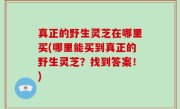 真正的野生灵芝在哪里买(哪里能买到真正的野生灵芝？找到答案！)