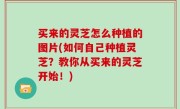 买来的灵芝怎么种植的图片(如何自己种植灵芝？教你从买来的灵芝开始！)