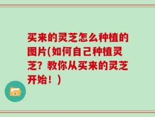 买来的灵芝怎么种植的图片(如何自己种植灵芝？教你从买来的灵芝开始！)