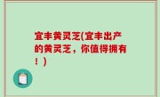 宜丰黄灵芝(宜丰出产的黄灵芝，你值得拥有！)