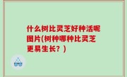 什么树比灵芝好种活呢图片(树种哪种比灵芝更易生长？)