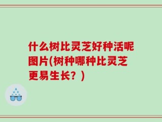 什么树比灵芝好种活呢图片(树种哪种比灵芝更易生长？)