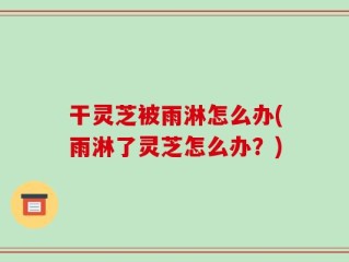 干灵芝被雨淋怎么办(雨淋了灵芝怎么办？)