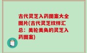 古代灵芝入药图案大全图片(古代灵芝纹样汇总：美轮美奂的灵芝入药图案)