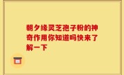 朝夕缘灵芝孢子粉的神奇作用你知道吗快来了解一下