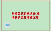 种植灵芝的杨场长(杨场长的灵芝种植之路)