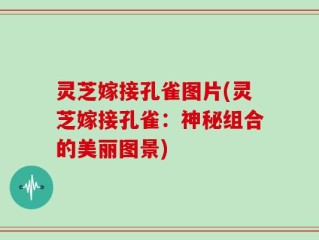 灵芝嫁接孔雀图片(灵芝嫁接孔雀：神秘组合的美丽图景)
