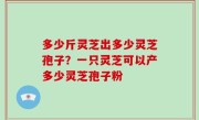 多少斤灵芝出多少灵芝孢子？一只灵芝可以产多少灵芝孢子粉
