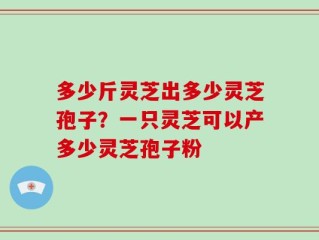 多少斤灵芝出多少灵芝孢子？一只灵芝可以产多少灵芝孢子粉