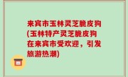 来宾市玉林灵芝脆皮狗(玉林特产灵芝脆皮狗在来宾市受欢迎，引发旅游热潮)
