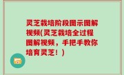 灵芝栽培阶段图示图解视频(灵芝栽培全过程图解视频，手把手教你培育灵芝！)