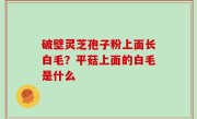 破壁灵芝孢子粉上面长白毛？平菇上面的白毛是什么