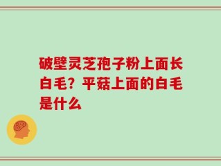 破壁灵芝孢子粉上面长白毛？平菇上面的白毛是什么