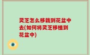 灵芝怎么移栽到花盆中去(如何将灵芝移植到花盆中)