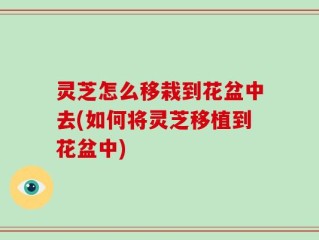 灵芝怎么移栽到花盆中去(如何将灵芝移植到花盆中)