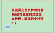 花盆灵芝怎么护理好看视频(花盆里的灵芝怎么护理，教你的全过程！)