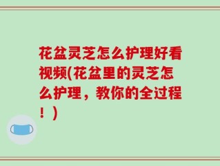 花盆灵芝怎么护理好看视频(花盆里的灵芝怎么护理，教你的全过程！)