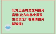 北方上山有灵芝吗图片高清(北方山林中是否生长灵芝？看高清图片就知道)