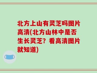北方上山有灵芝吗图片高清(北方山林中是否生长灵芝？看高清图片就知道)