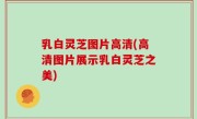 乳白灵芝图片高清(高清图片展示乳白灵芝之美)