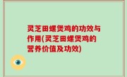 灵芝田螺煲鸡的功效与作用(灵芝田螺煲鸡的营养价值及功效)