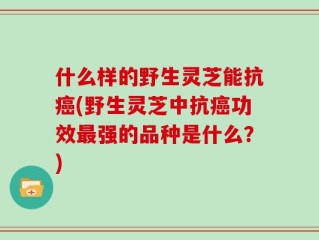 什么样的野生灵芝能抗癌(野生灵芝中抗癌功效最强的品种是什么？)