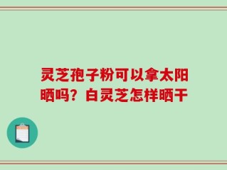 灵芝孢子粉可以拿太阳晒吗？白灵芝怎样晒干