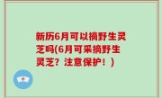 新历6月可以摘野生灵芝吗(6月可采摘野生灵芝？注意保护！)