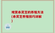 观赏赤灵芝的养殖方法(赤灵芝养殖技巧详解)