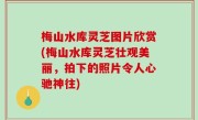 梅山水库灵芝图片欣赏(梅山水库灵芝壮观美丽，拍下的照片令人心驰神往)