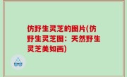 仿野生灵芝的图片(仿野生灵芝图：天然野生灵芝美如画)
