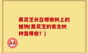 黑灵芝长在哪些树上的植物(黑灵芝的寄主树种是哪些？)
