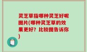 灵芝草指哪种灵芝好呢图片(哪种灵芝草的效果更好？比较图告诉你)