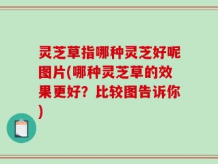 灵芝草指哪种灵芝好呢图片(哪种灵芝草的效果更好？比较图告诉你)