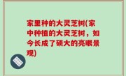 家里种的大灵芝树(家中种植的大灵芝树，如今长成了硕大的亮眼景观)