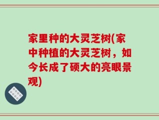 家里种的大灵芝树(家中种植的大灵芝树，如今长成了硕大的亮眼景观)