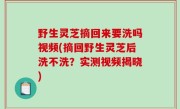 野生灵芝摘回来要洗吗视频(摘回野生灵芝后洗不洗？实测视频揭晓)
